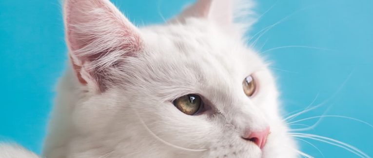 New Trends in Pets Industry in 2023
