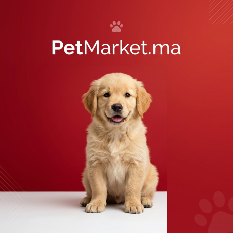 Minimalist_Instagram_post_design_for_PetMarketma_-1775428205460