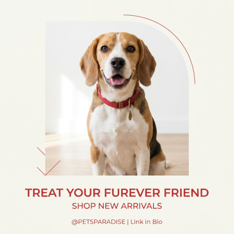 Minimalist_Instagram_post_design_for_pet_store_pro-1775428082317